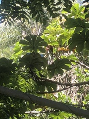 Thraupis palmarum