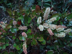 Weinmannia rollottii