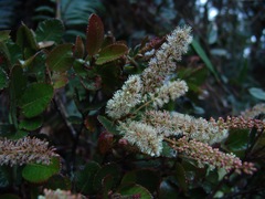 Weinmannia rollottii