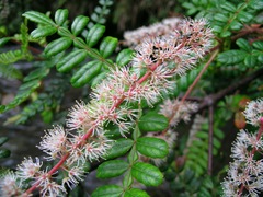 Weinmannia polyphylla