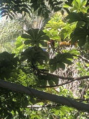 Thraupis palmarum