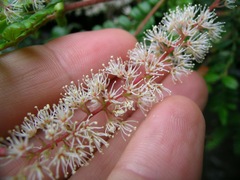 Weinmannia polyphylla