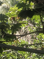 Thraupis palmarum