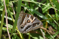 Blepolenis bassus