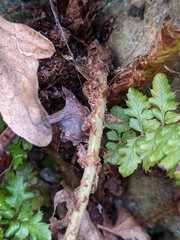Cyrtomium falcatum