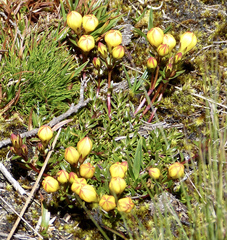 Gentianella hirculus