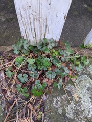 Geranium lucidum