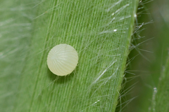 Blepolenis bassus