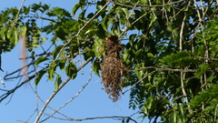 Todirostrum cinereum