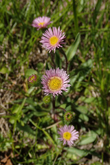 Erigeron alpinus