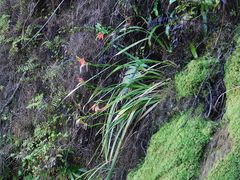 Gladiolus cardinalis