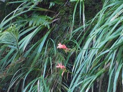 Gladiolus cardinalis