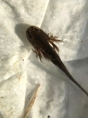 Ambystoma opacum