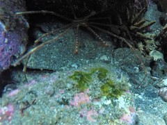 Stenorhynchus debilis