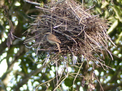 Agelaioides fringillarius