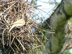 Agelaioides fringillarius