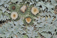 Onopordum acaulon