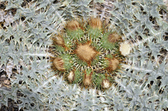 Onopordum acaulon