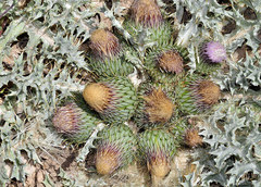 Onopordum acaulon