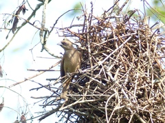 Agelaioides fringillarius