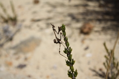 Empusa binotata