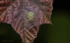 Bijoaraneus mitificus