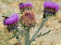 Onopordum illyricum illyricum