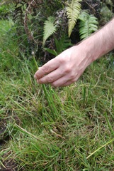 Eleocharis elegans