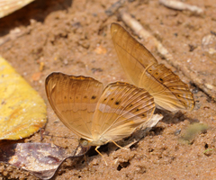 Cirrochroa tyche mithila