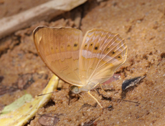 Cirrochroa tyche mithila