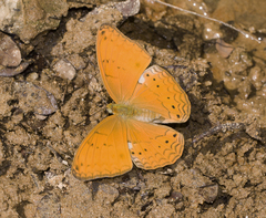 Cirrochroa tyche mithila