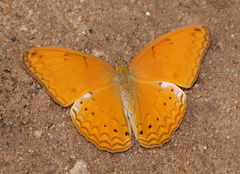 Cirrochroa tyche mithila