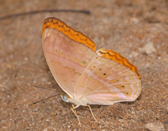Cirrochroa tyche mithila