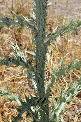 Onopordum illyricum illyricum