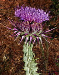 Onopordum macracanthum