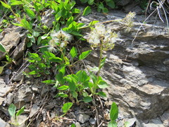 Valeriana pyrenaica