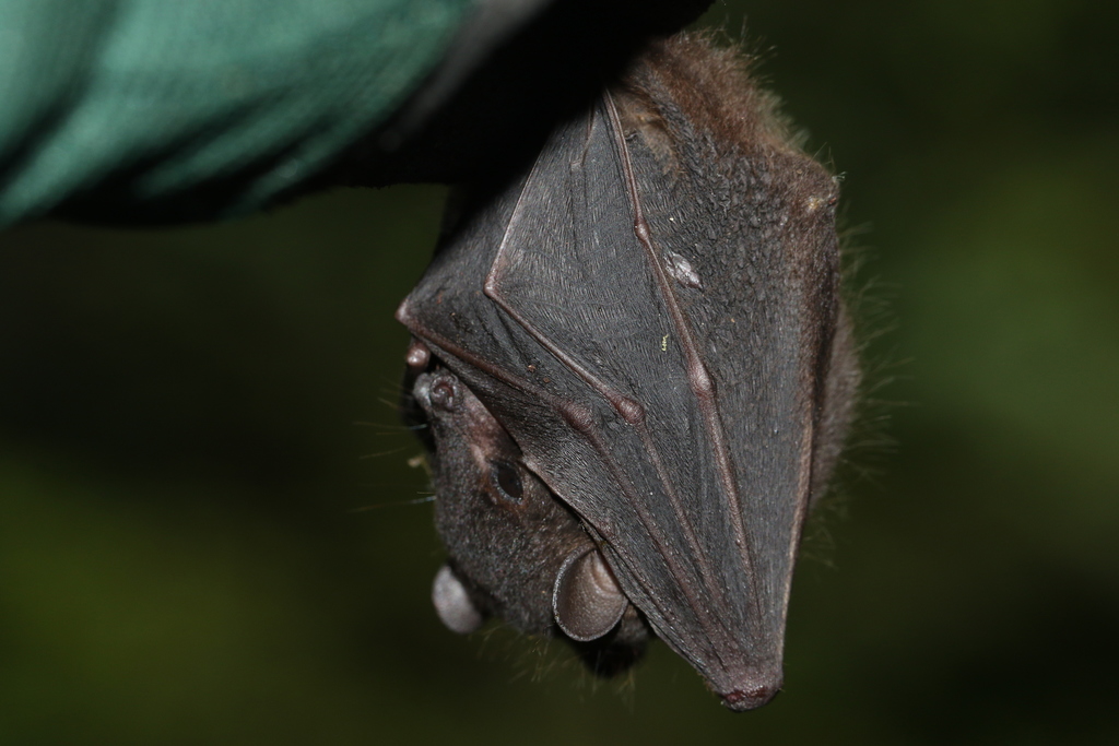 Pygmy Fruit Bats
