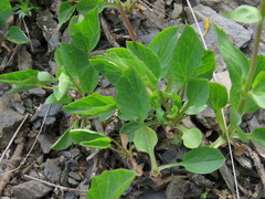 Valeriana pyrenaica