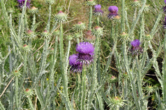 Onopordum macracanthum