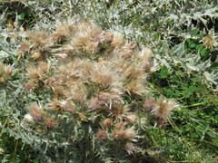 Carduus carlinoides