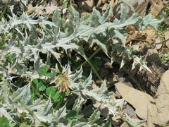 Carduus carlinoides
