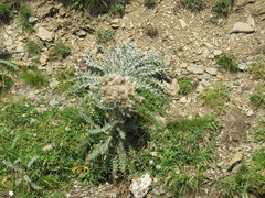 Carduus carlinoides