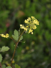 Rapistrum rugosum