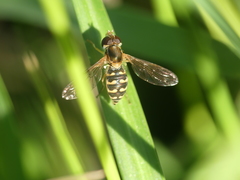 Toxomerus vertebratus