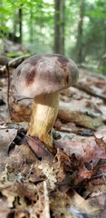 Retiboletus griseus