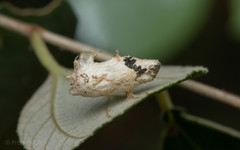 Ernolatia moorei