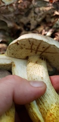 Retiboletus griseus