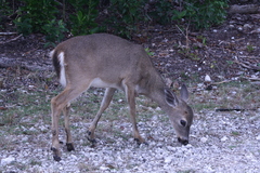 Odocoileus virginianus clavium