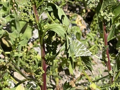 Euchloe grancanariensis