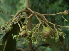 Siparunaceae